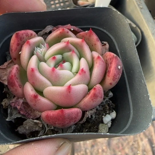 263绿衣一物一拍多肉