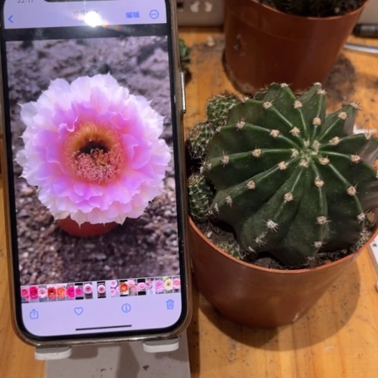 露露粉棠7公分左右