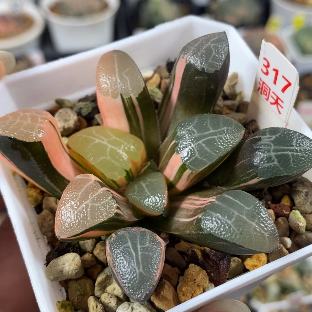 317网纹克锦一物一拍