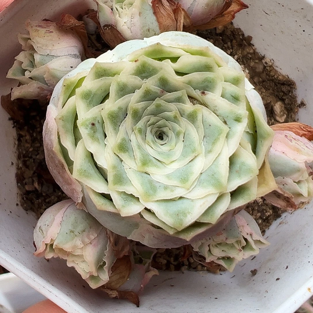 山地玫瑰锦秋夕10月9日103号