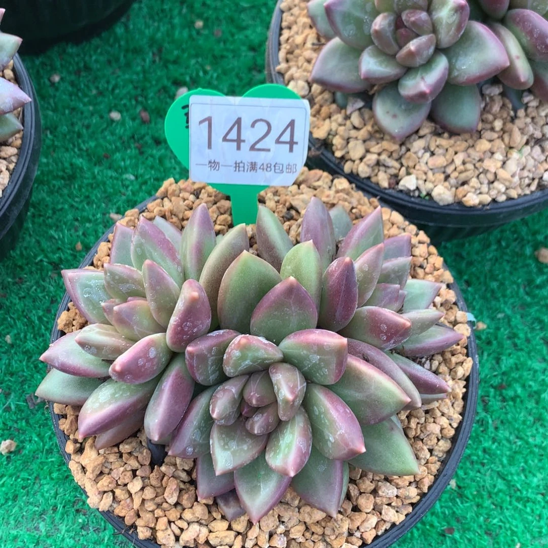 迷雾泡泡无砍平头1424