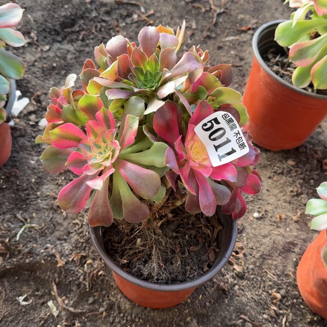 法师香妃阴阳5011 19-28