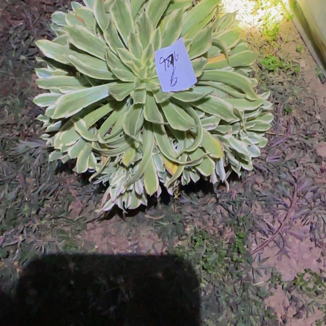 连*一物一拍多肉法师福利9876