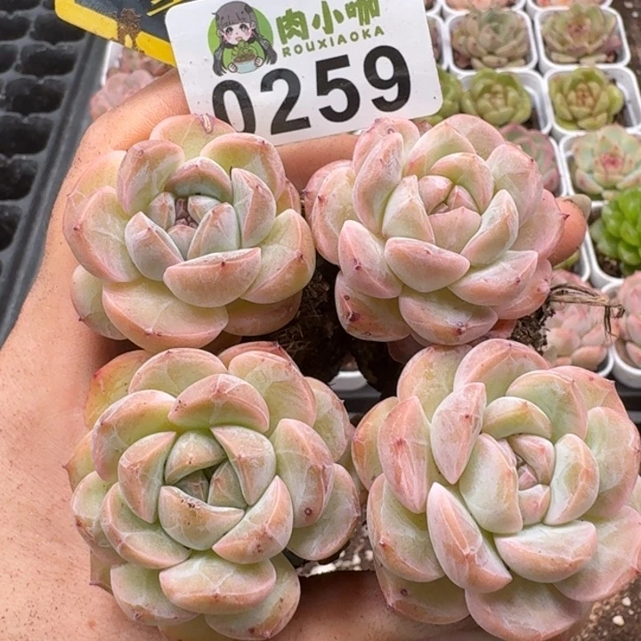 当前无花朵，栽培后可花朵多肉植物多肉植物