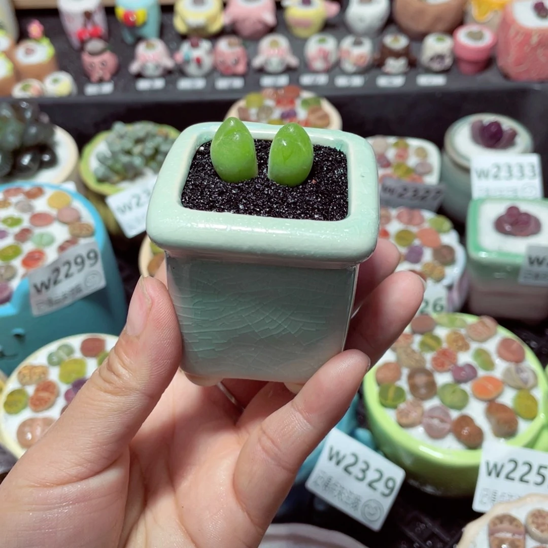 幽*w2339 带盆土发货-零下地区拍保温箱