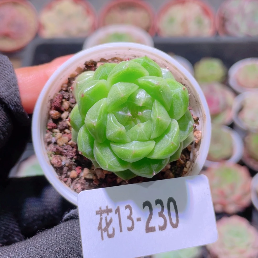花利美13-230麦秆