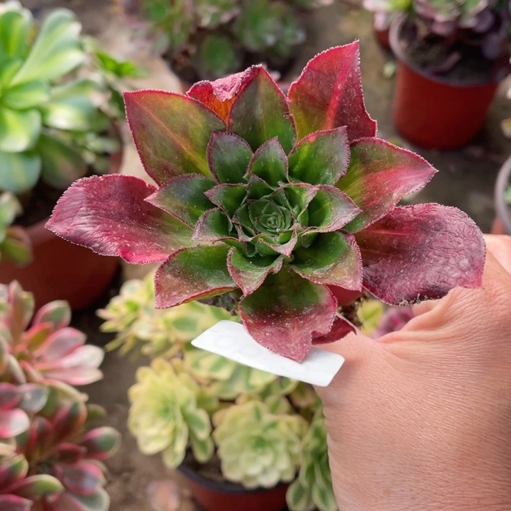 7号魅影七彩多肉123446789