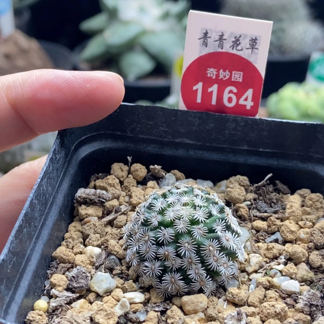 实生红花克氏丸一颗