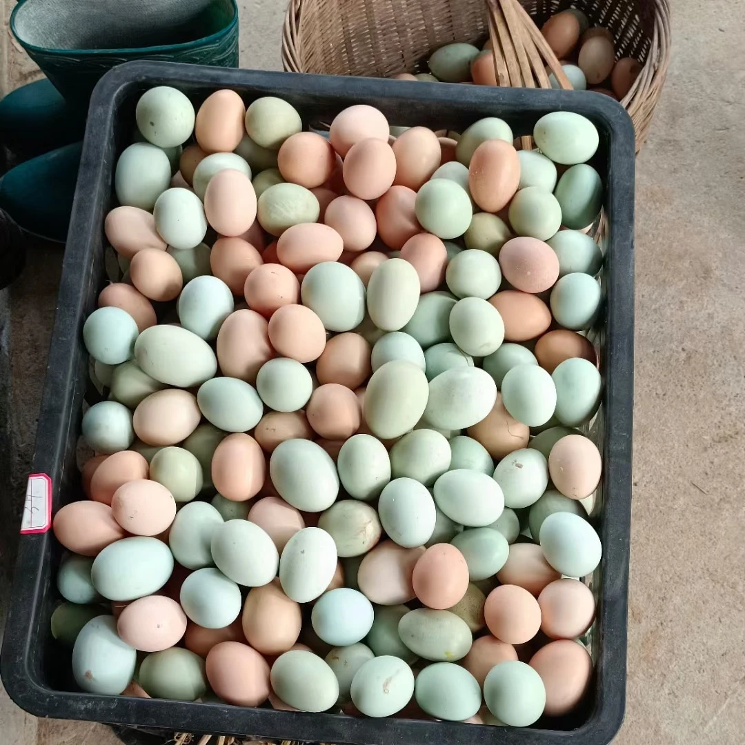 正宗散养土鸡蛋（嫌小勿拍）
