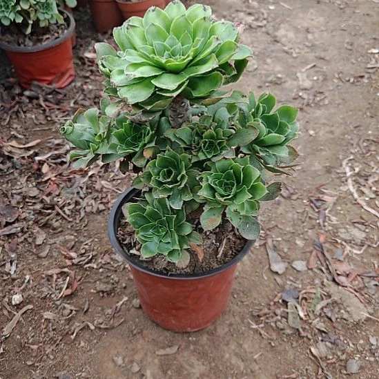 君美丽加急发货14