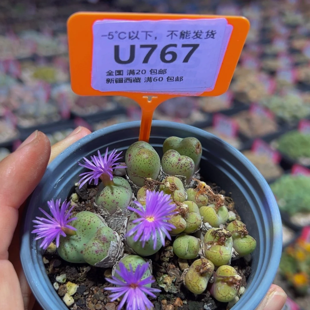 767 一物一拍，默认有伤，介意勿拍，不退不换