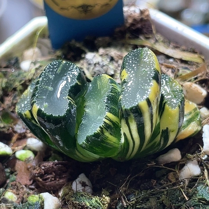 585写了兄弟锦特选福利