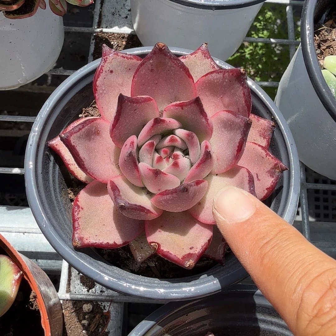罗密欧多肉植物精品