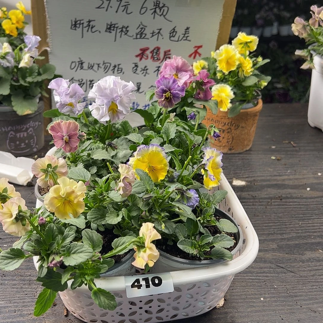 大部分花苞少量开放410号