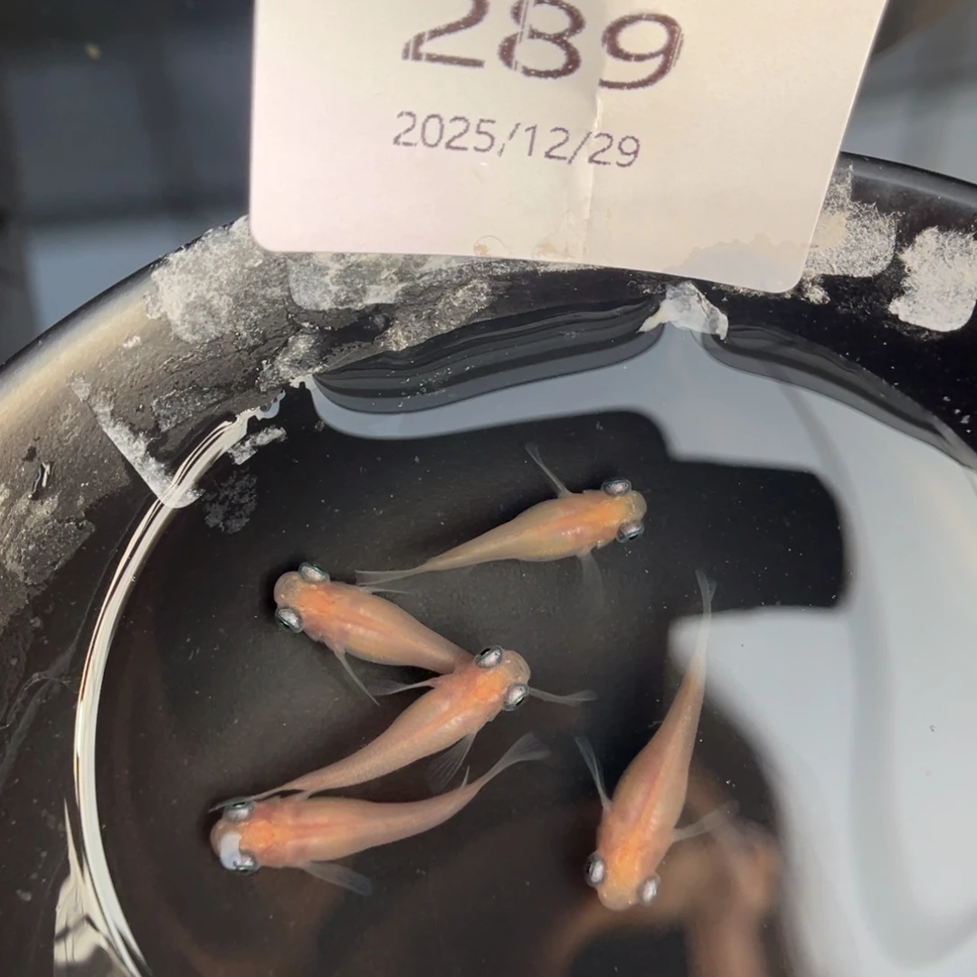 青鳉鱼289白出目五尾