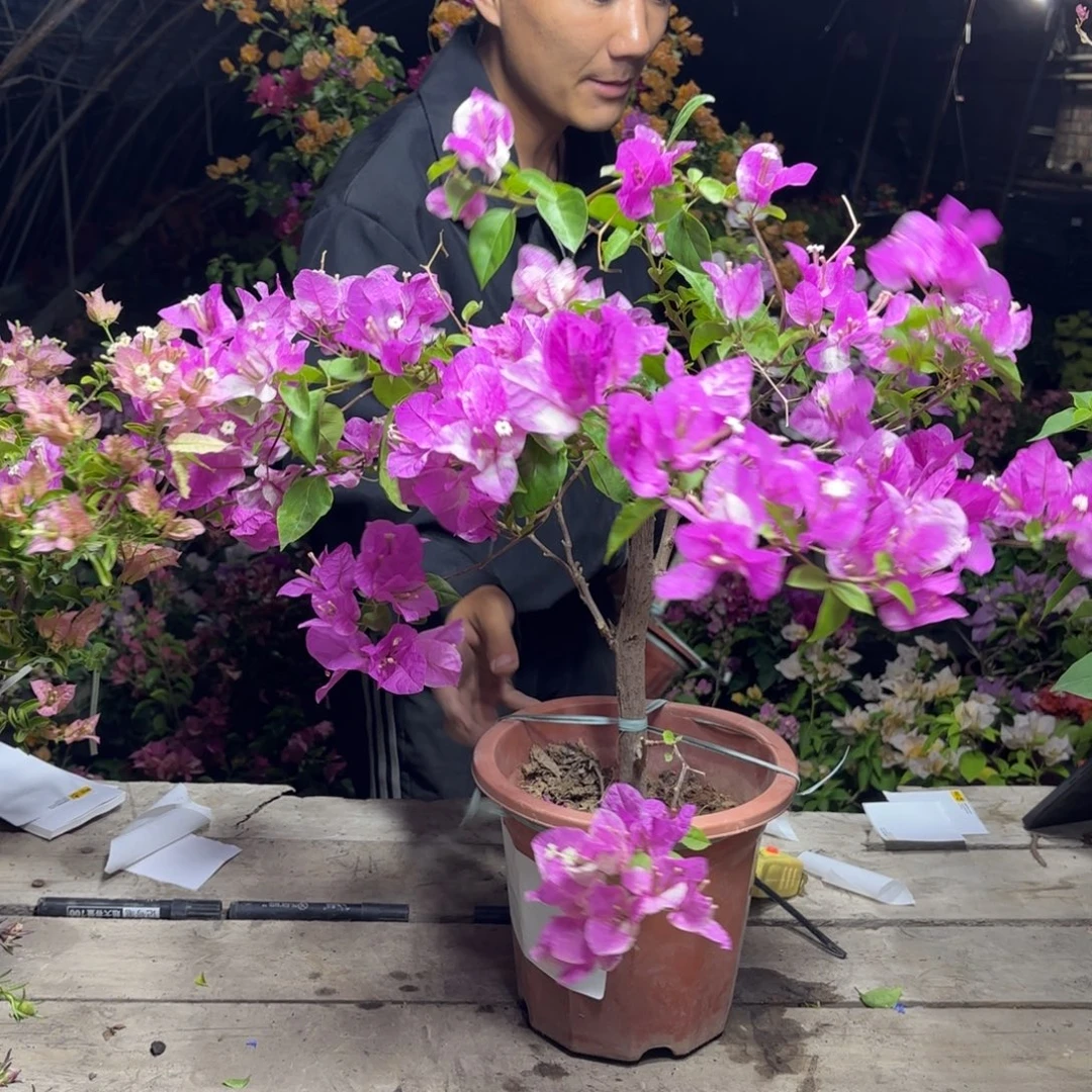 漳红樱三角梅粉丝福利新疆包邮