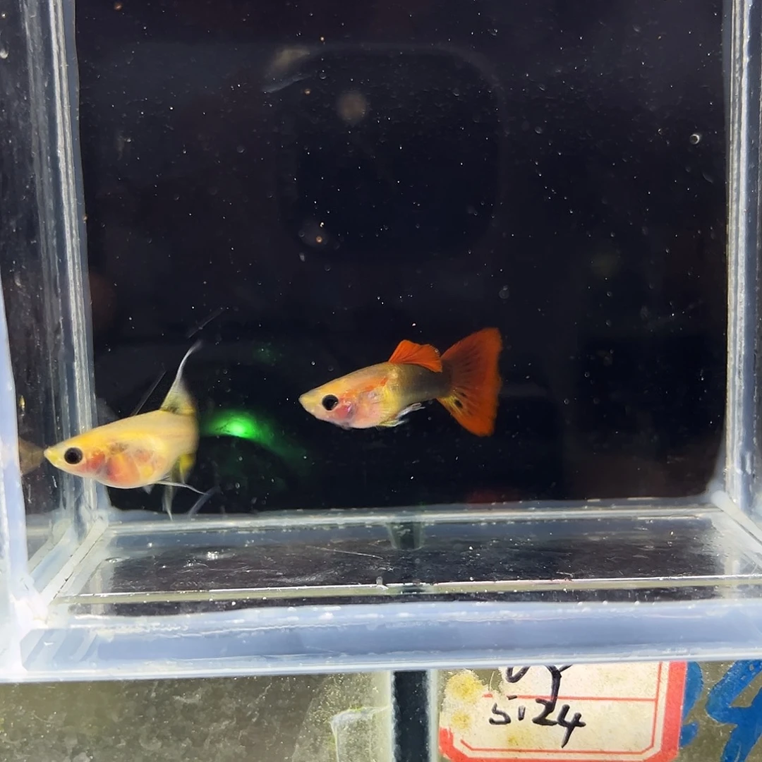 孔雀鱼彩虹玻璃猫一对