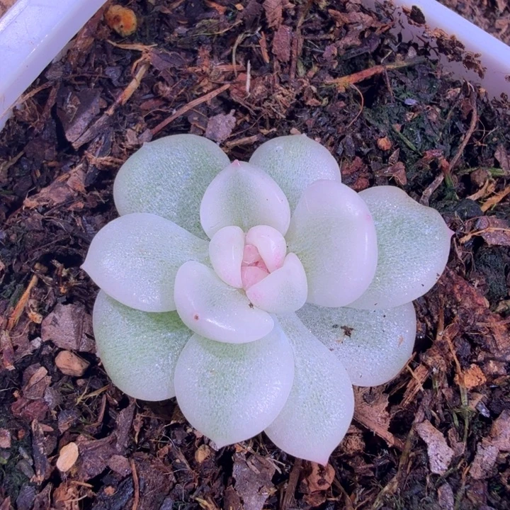 玉玲珑锦多肉植物