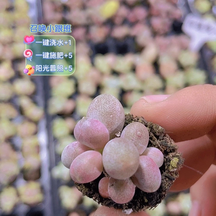 【满10颗包邮】糖果美人