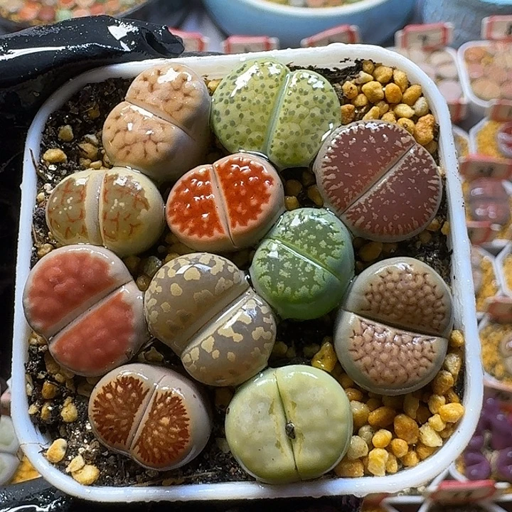 生石花2:：。在。  52号