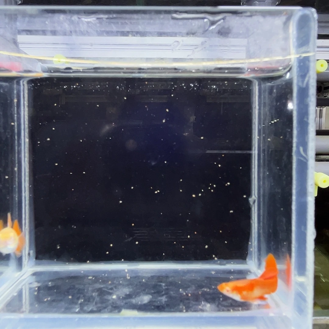 孔雀鱼27小红鱼一对