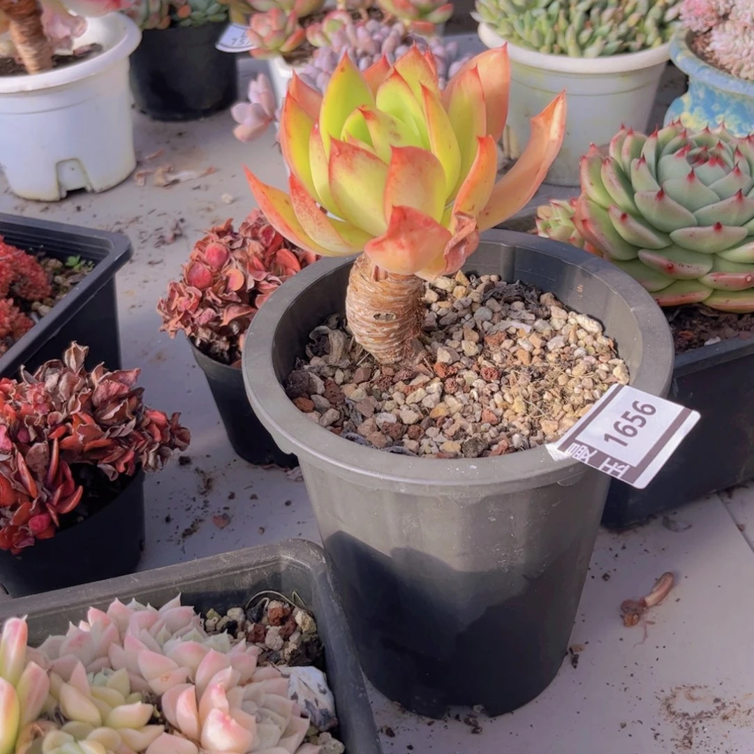 不知名多肉植物1656