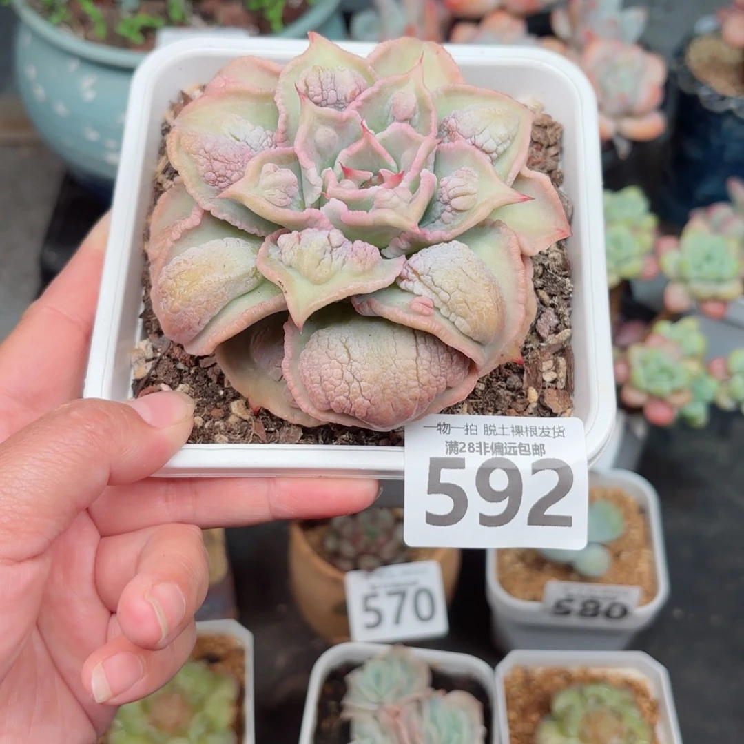 留财饺子皮无盆土发货