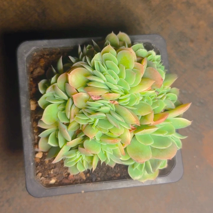 星吗塔福利下播111111111