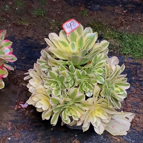 绿豆沙老桩法师192