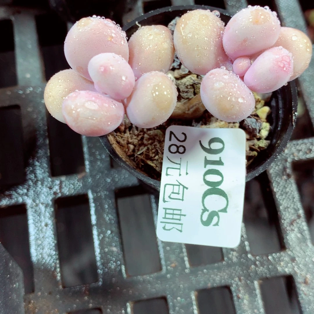 5厘米盆精控多肉910