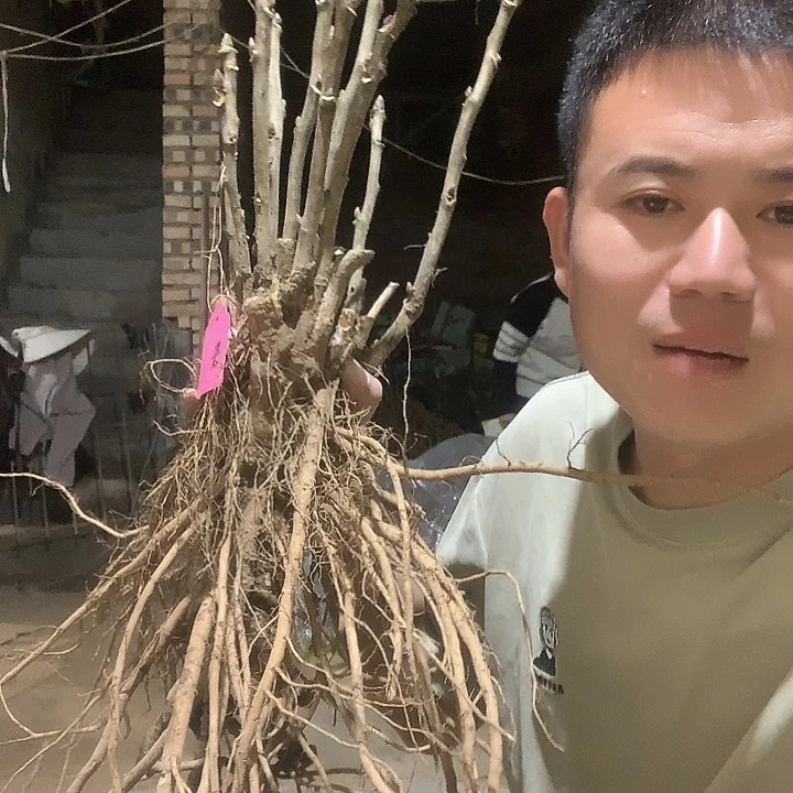 *****当前无花栽培后可以开花