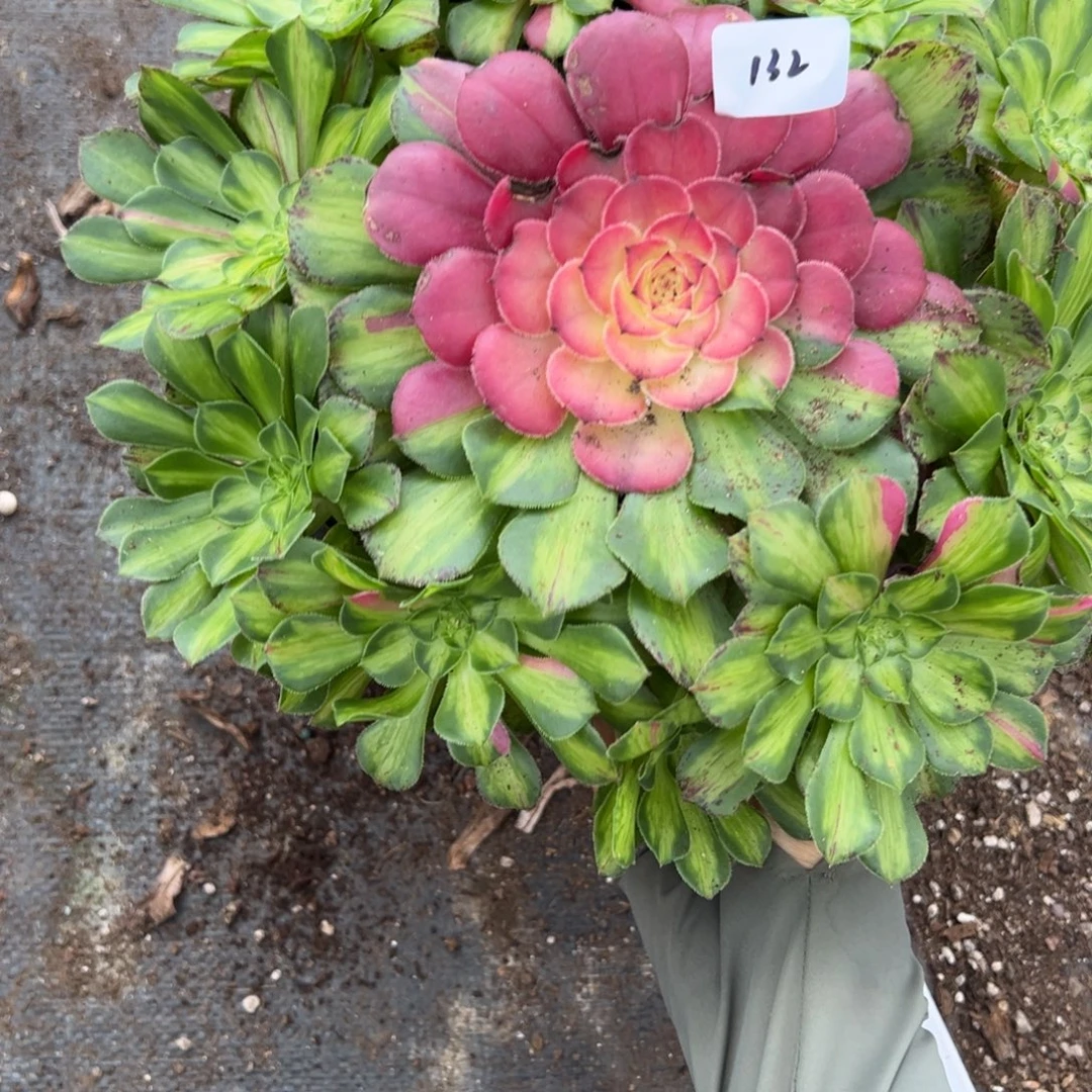 132知否多肉植物一