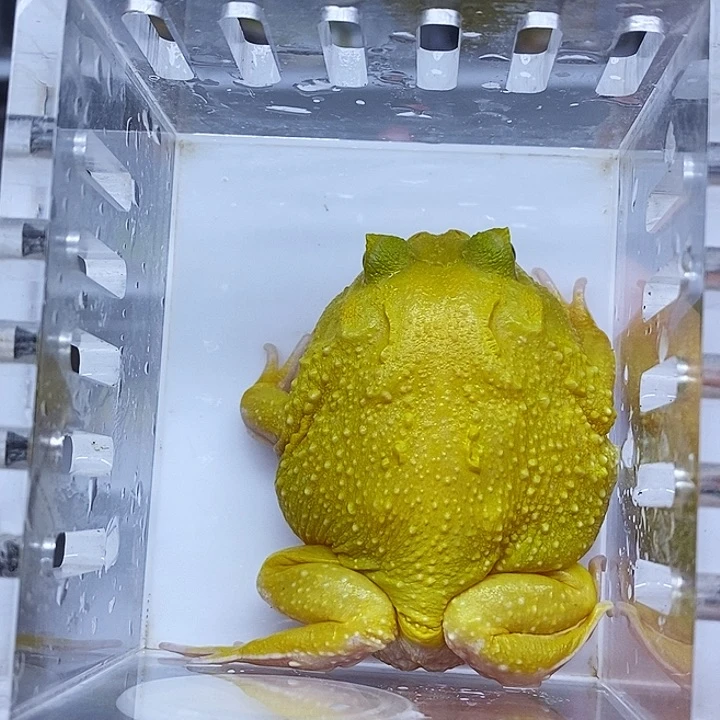 角蛙南美蛋黄角蛙