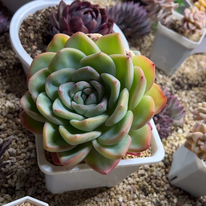 奶油泡芙 夏鸣园艺