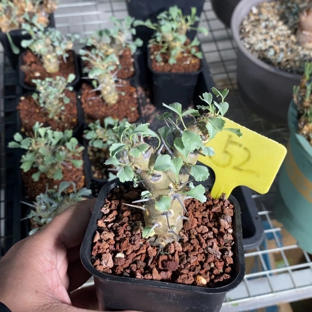 产地格斯龙骨奎一个