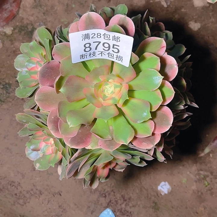 8795香妃多肉植物