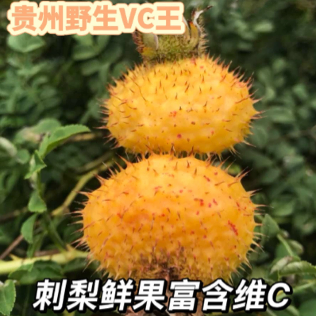 贵州刺梨鲜果可泡酒泡水富含维C维P SOD现摘新鲜水果