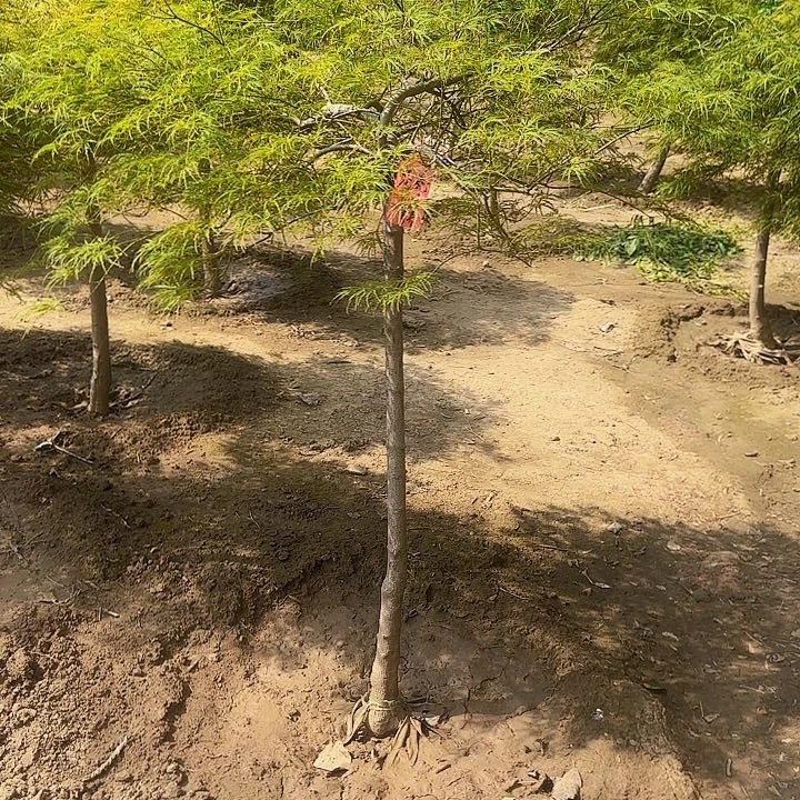 外山羽毛枫自然界的色彩大师