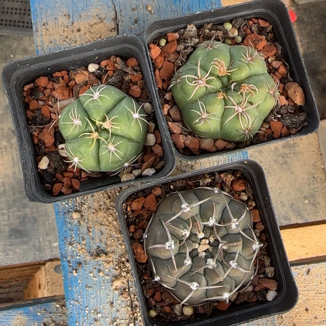 2颗美花海王➕黑刺守殿玉多肉