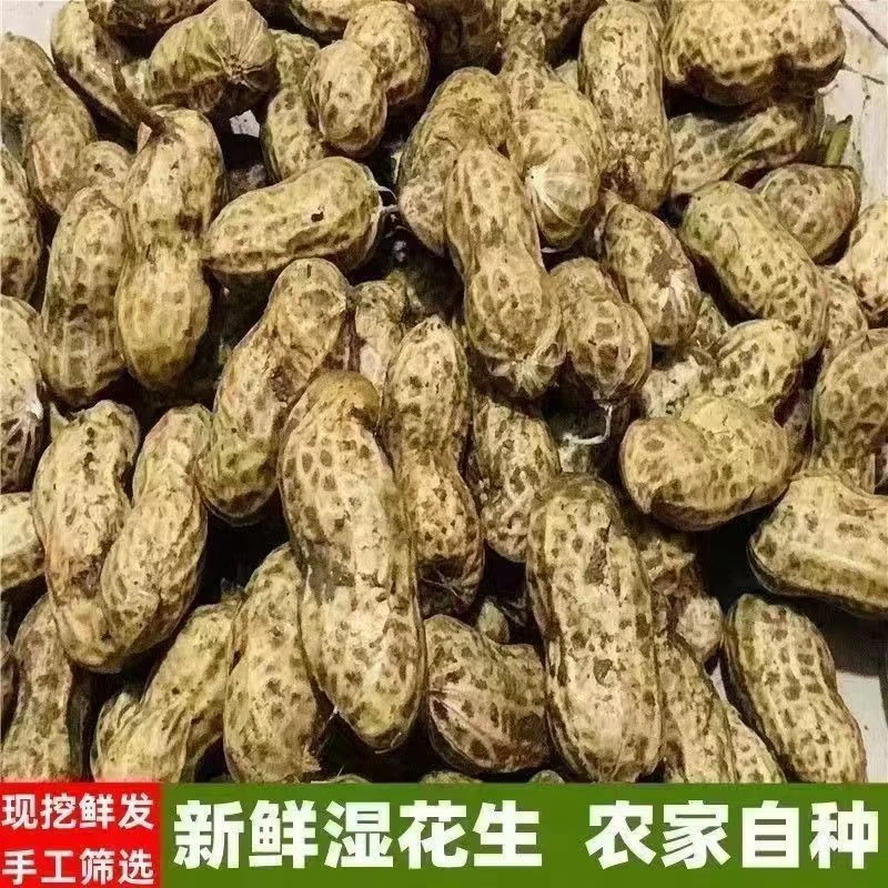 D2025年新鲜湿花生可水煮农家带壳新鲜花生现挖粉皮花生