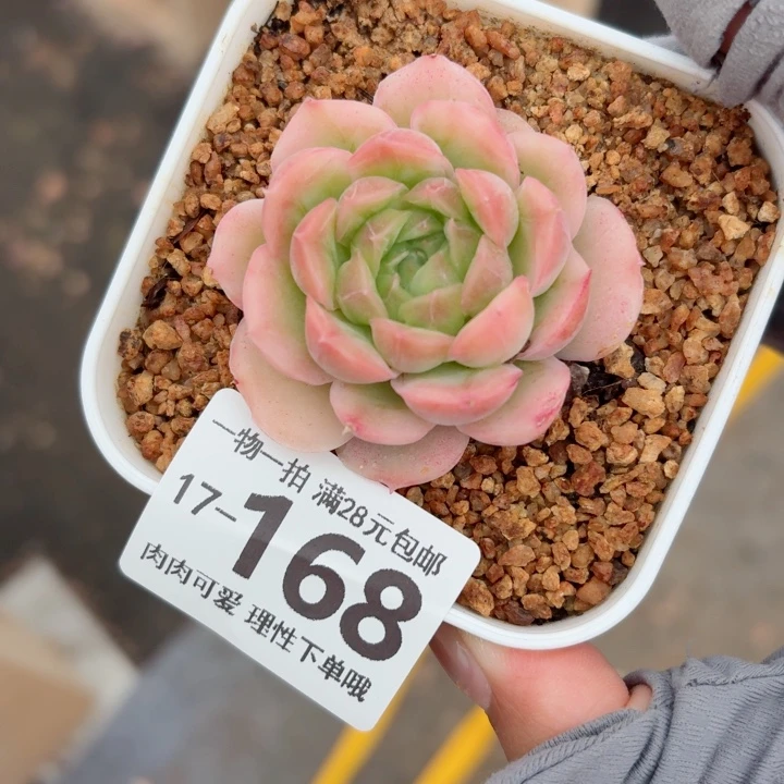 水晶虾饺无盆土发货多肉多