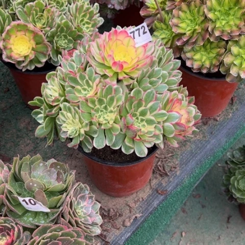 虞***敏772海仙手捧多肉，