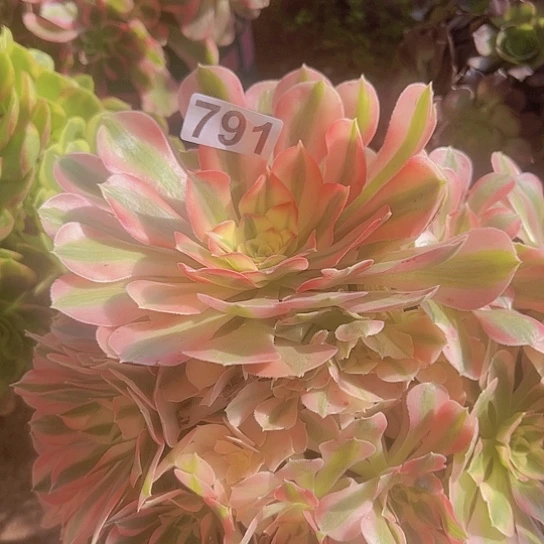 c***~多肉植物一个女巫