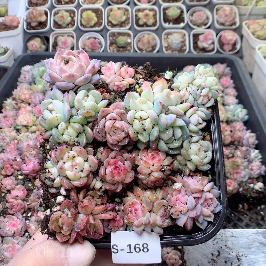 无花朵S168月英语英语