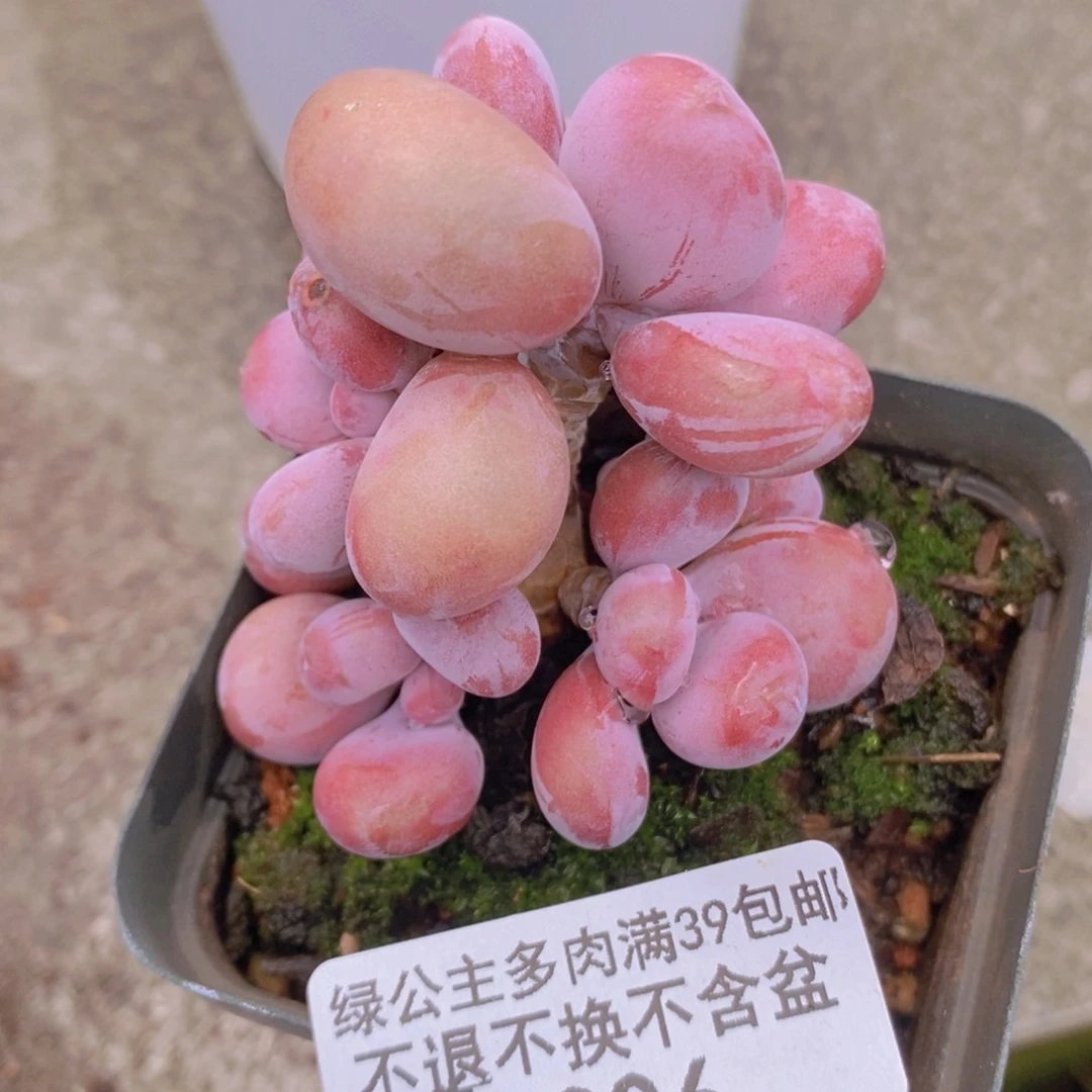 腰子桃蛋6cm306多肉植物