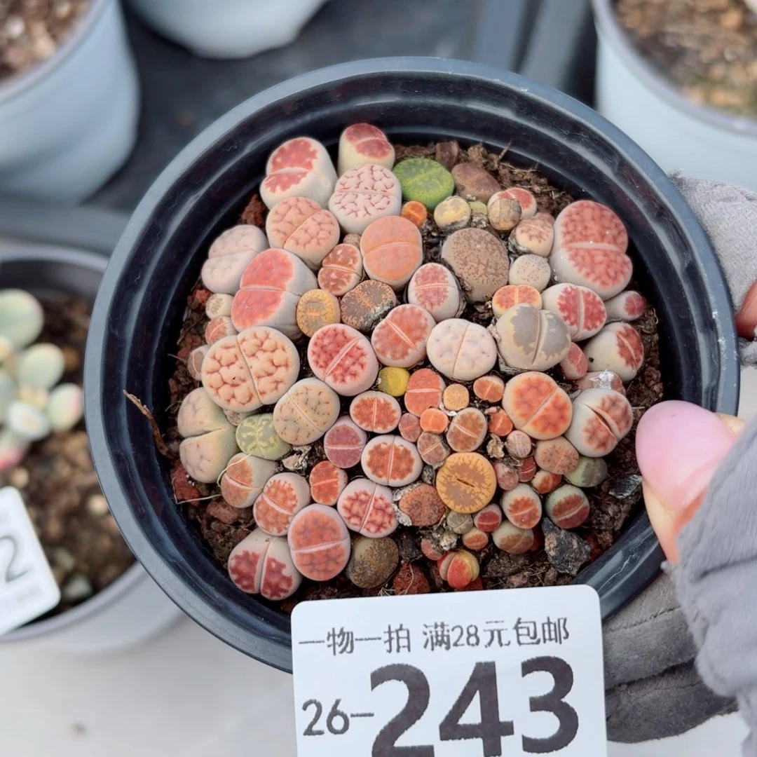 生石花无盆土发货无盆