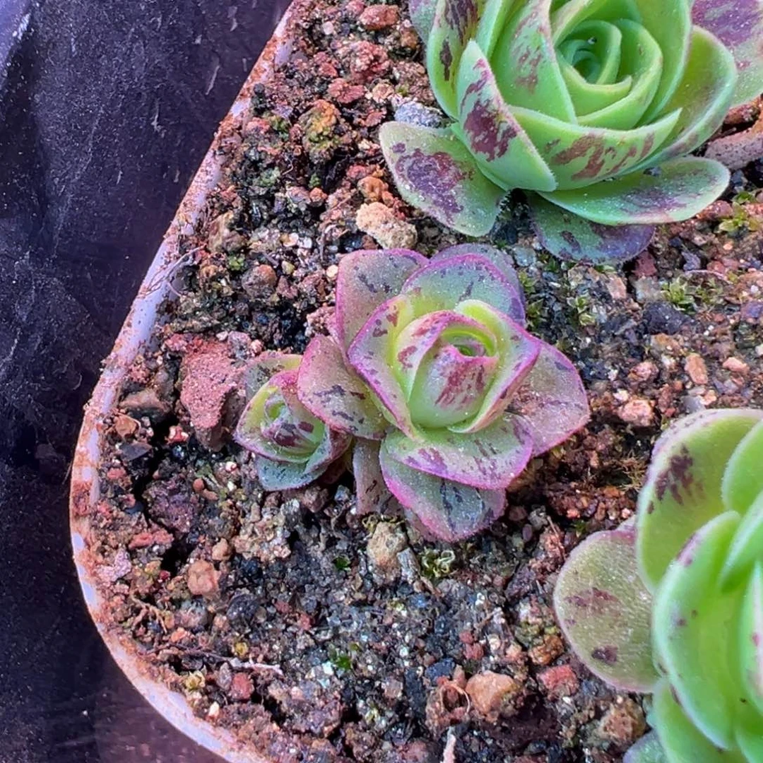 微****傲花生 虎毛x清欢各种 814