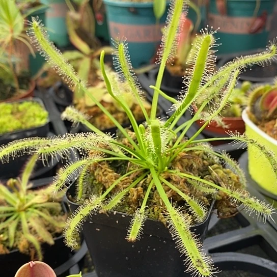 完全开放白好望角7cm盆栽