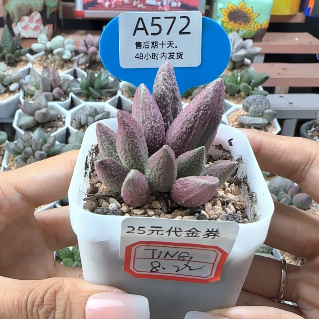 T***G代金25。   572。