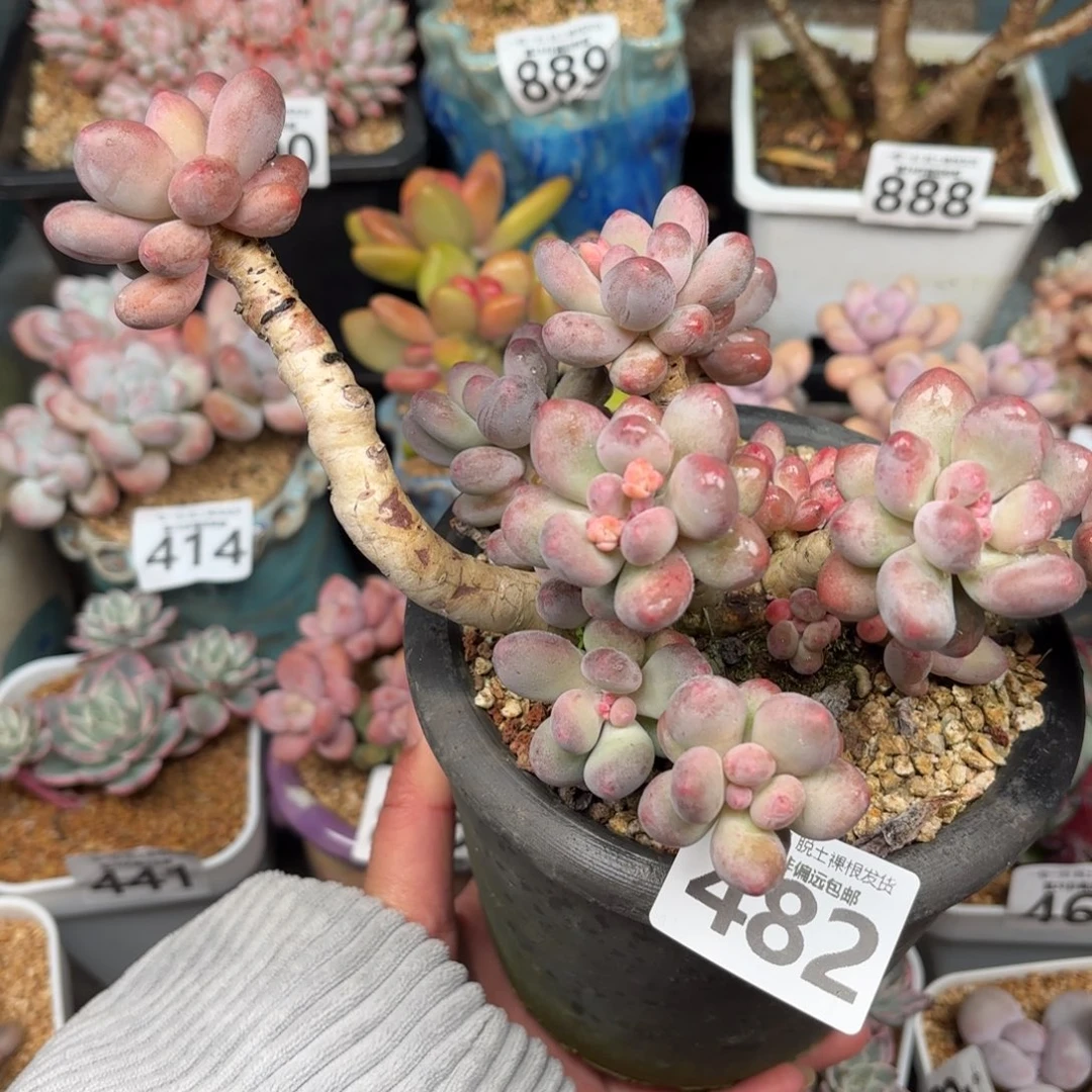 樱花奶老桩无盆土发货